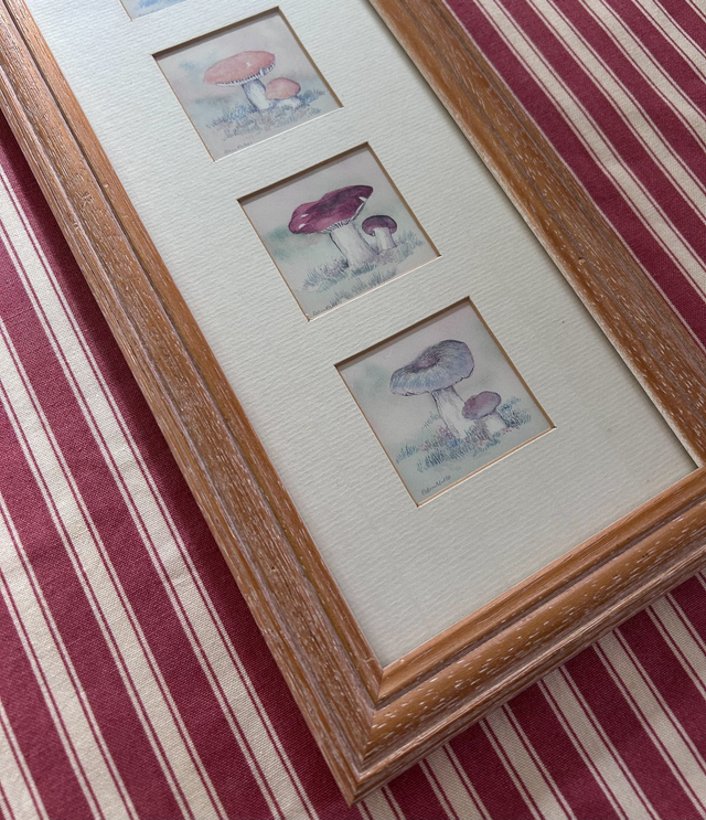 Framed Mushroom Prints By Robin Mullen Quality Miniatures