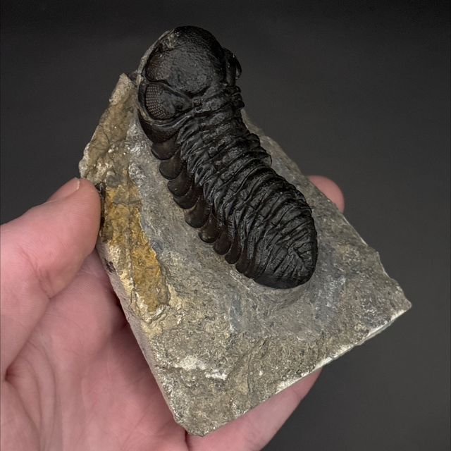 Phacops Trilobite 