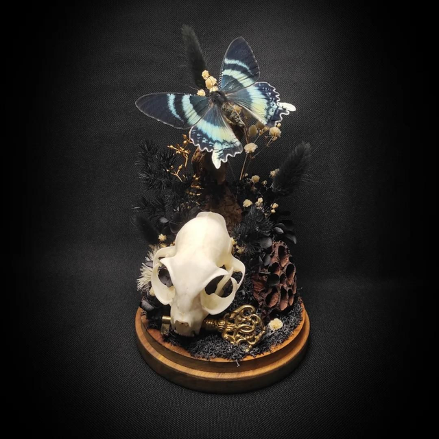 Diorama Papillon "Alcides Orontes" & crâne de chat