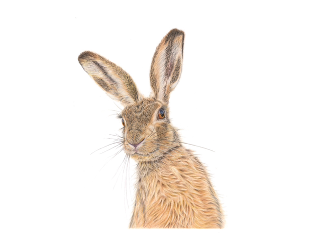 ’curious’ - limited print (unframed)