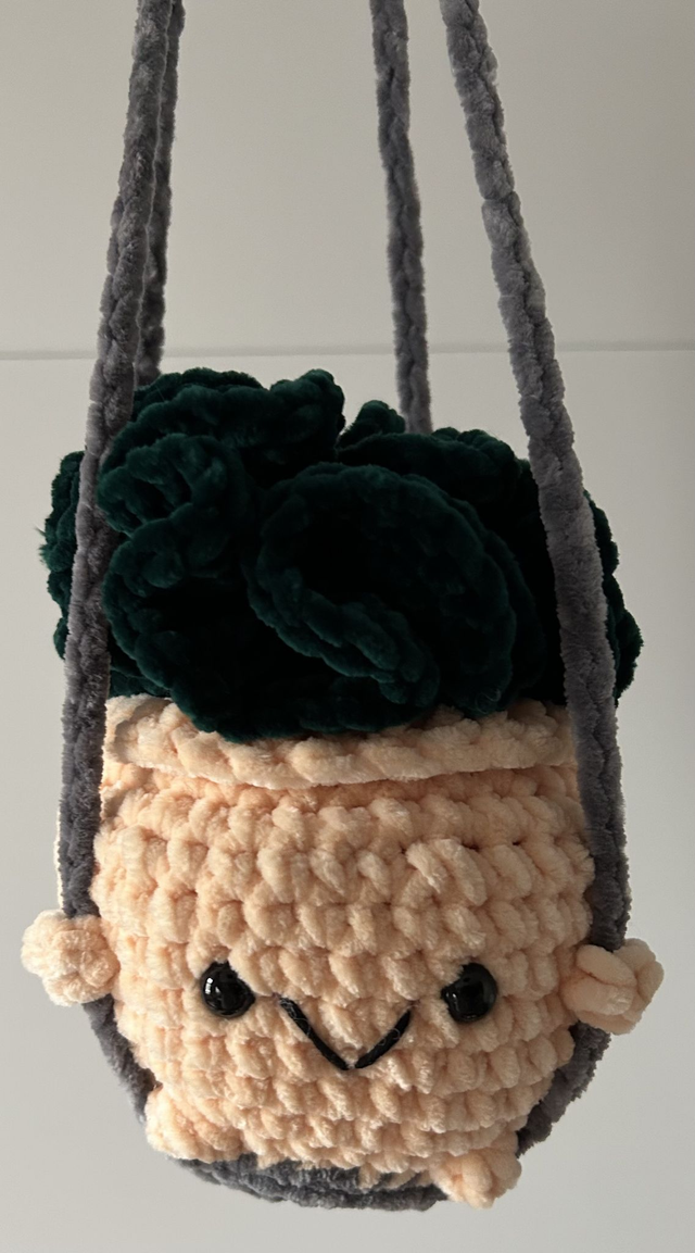 Mittlere Hängepflanze Sukulente