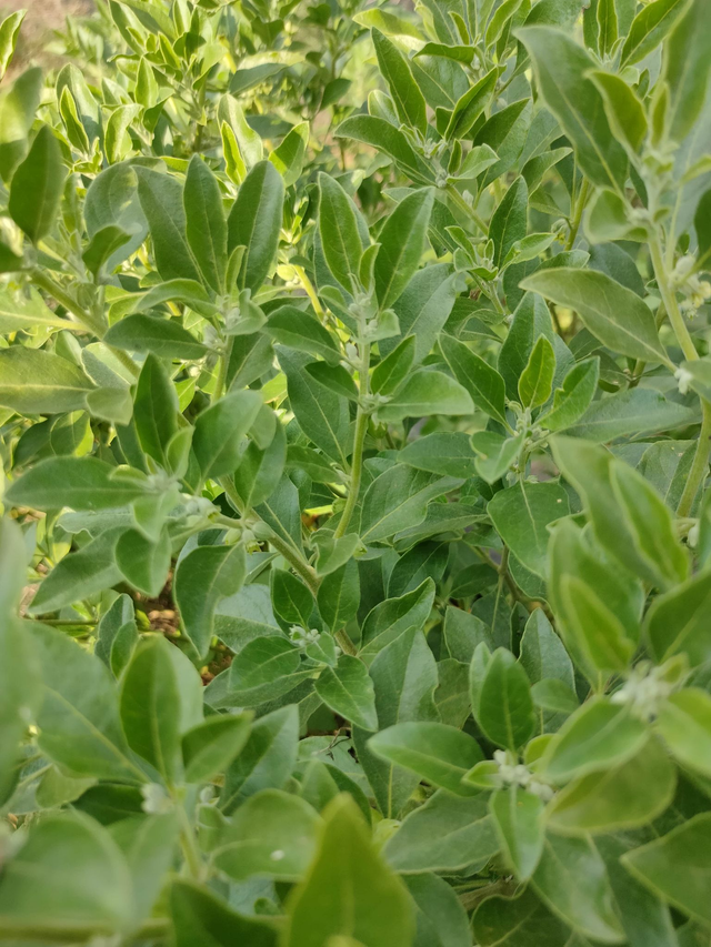 Alcoolature Ashwagandha