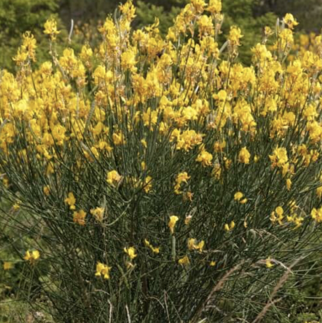 Genet a Balai NT - Cytisus Scoparius
