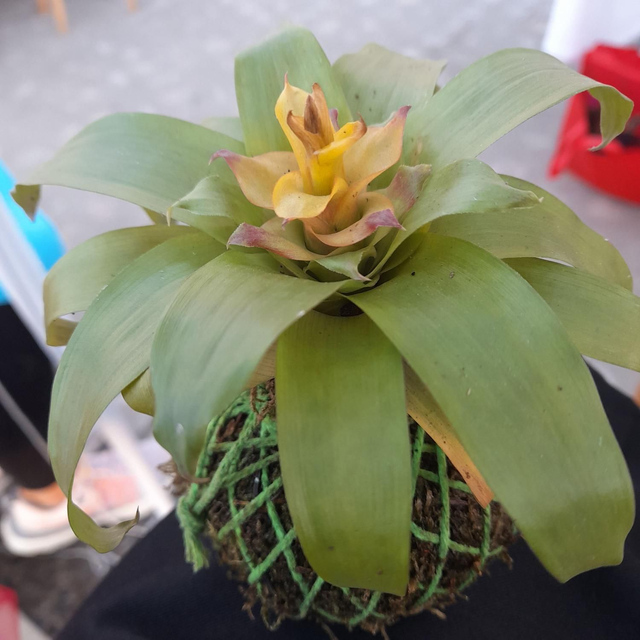 Kokedama Begonia pequeña