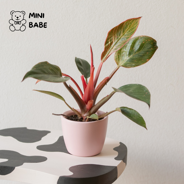 Philodendron Pink Bikini 🌿