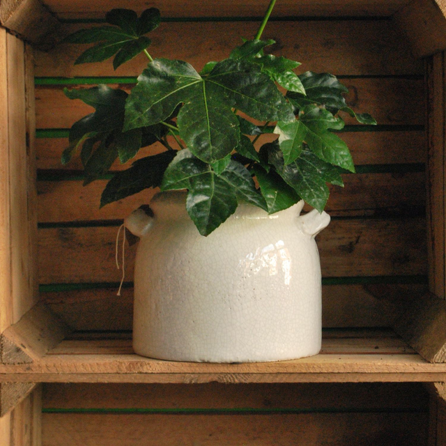 Heavy Pot With Handles