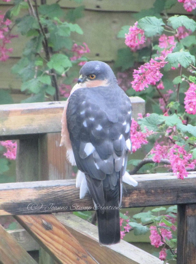 Photographic Open Edition Print from my "Flora and Fauna" collection, "Contemplation"