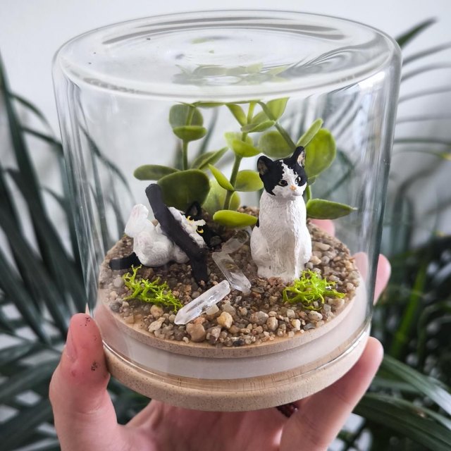 [Réservé à Kévin] Terrarium chat et chaton Leo