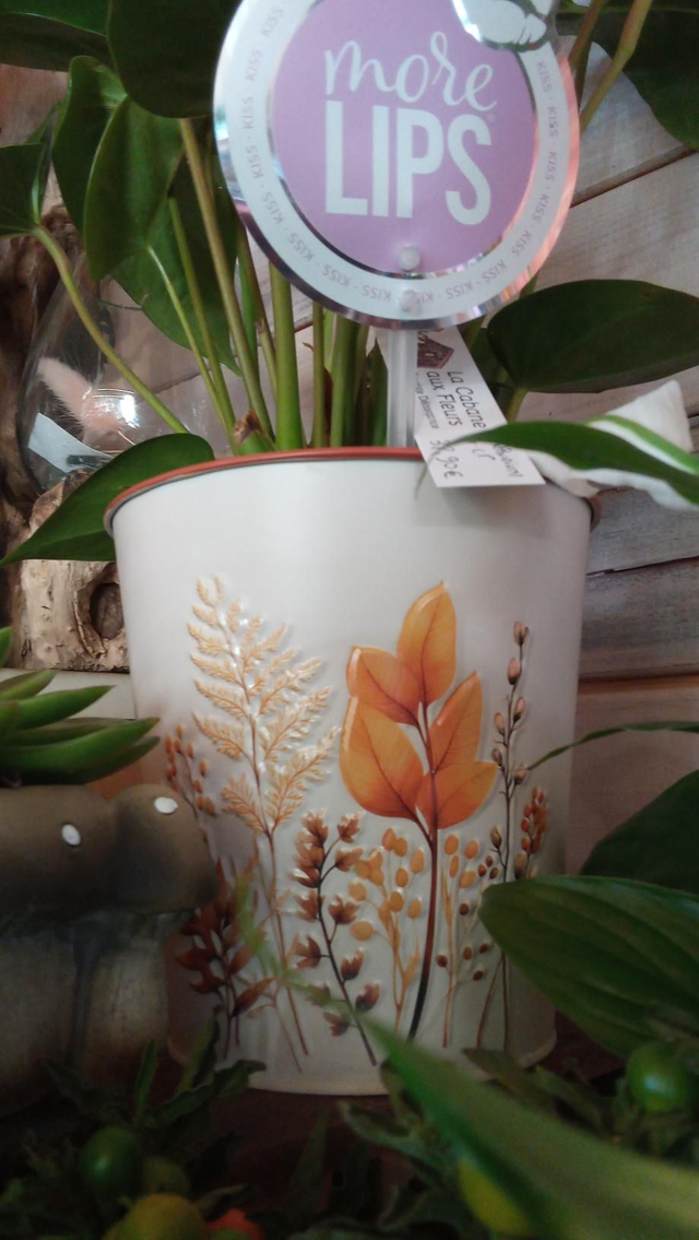 ANTHURIUM ROSE CP ZINC AUTOMNE