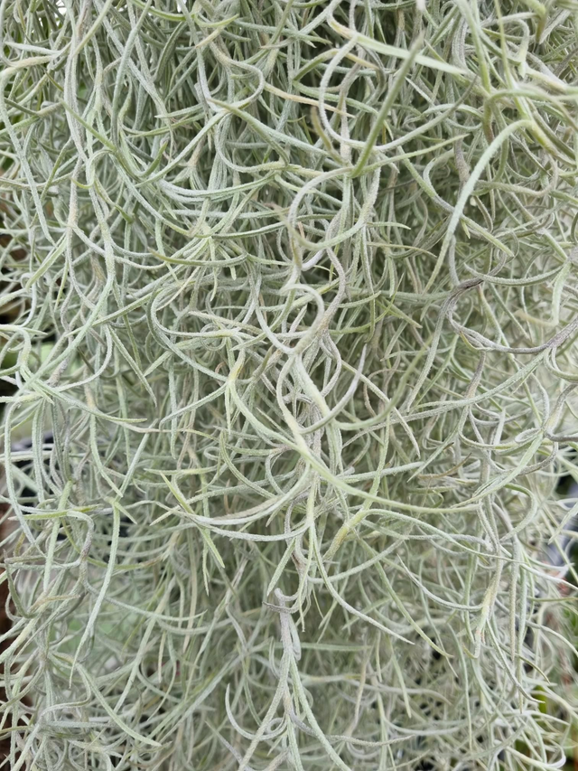 Tillandsia usneoides argenté feuilles épaisses