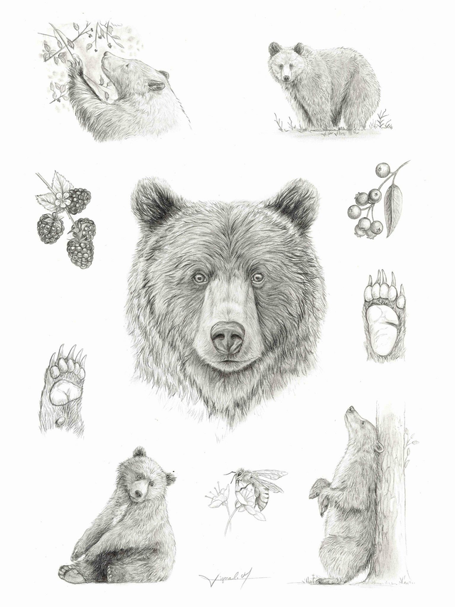 "Ursus arctos " - tirage d'art A3