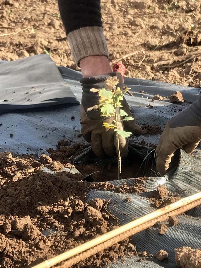 Plantez un arbre avec nous sur le domaine Enclos de la croix à Lansargues (34) !
