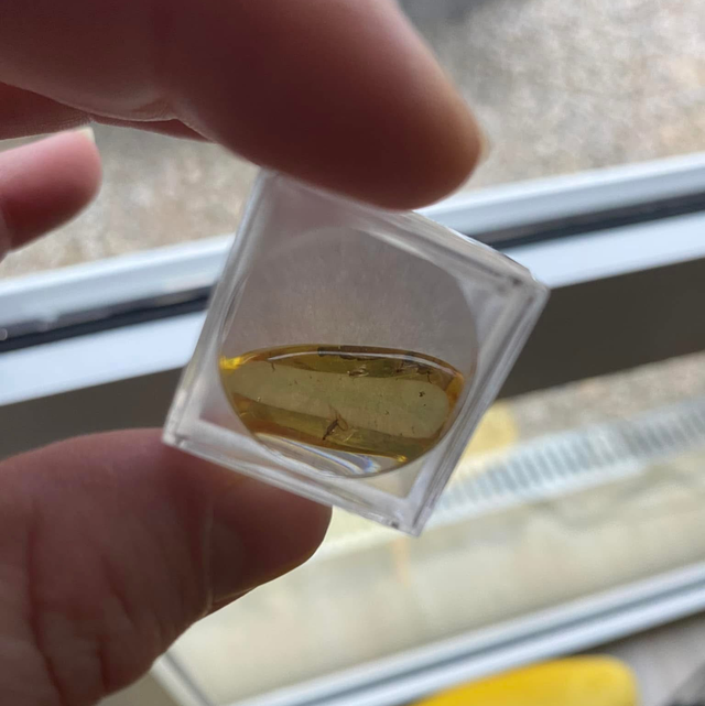 Morceau d’ambre de la Baltique avec insecte