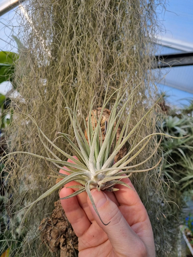 Tillandsia velickiana