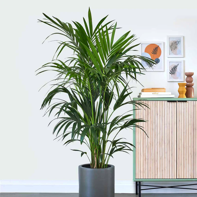 Howea Forstrina - Kentia 