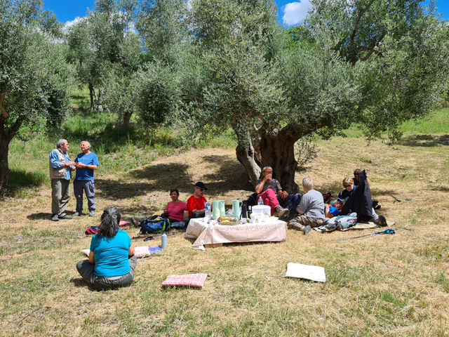 Picnic sotto gli ulivi