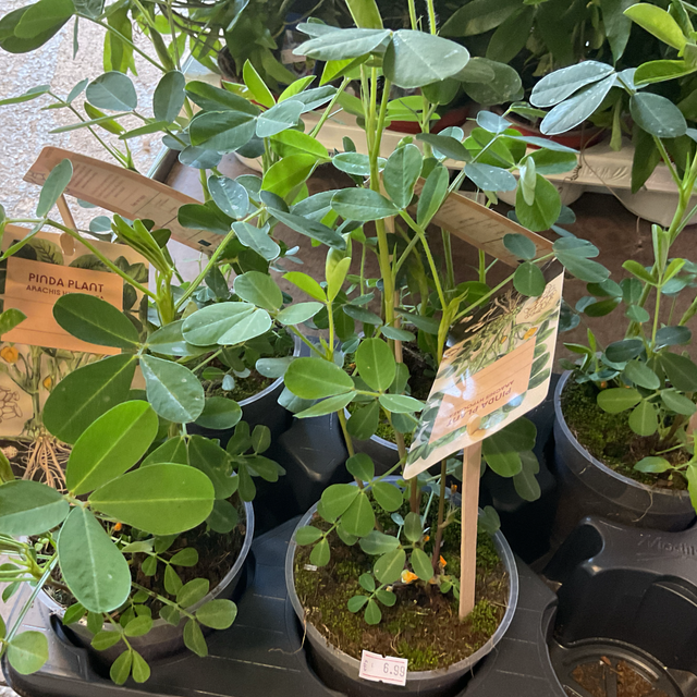 Arachis Hypogaea
