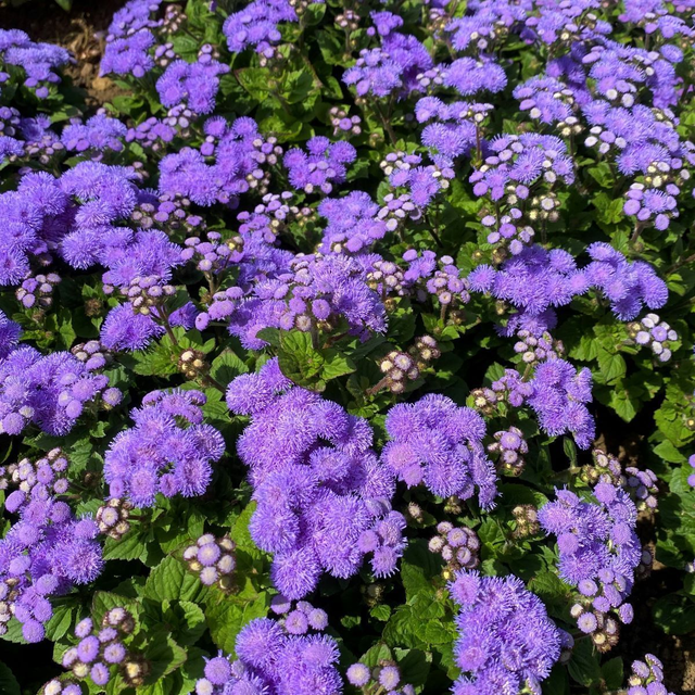 Ageratum - Alhoha Blue [6]