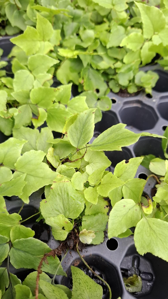 Cyrtomium fortunei 'Clivicola' - Arching Japanese Holly Fern Plug plant