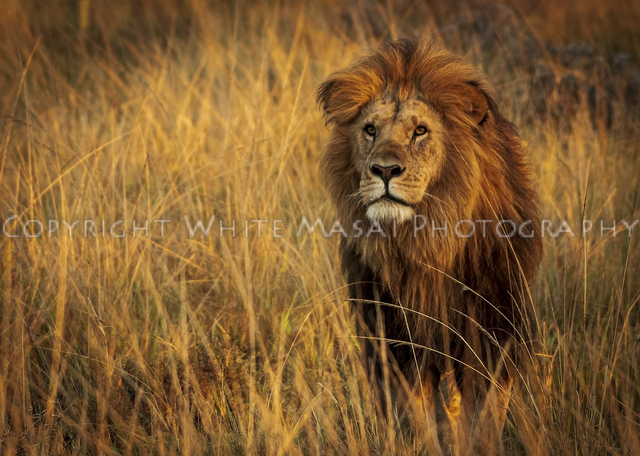Majesty, Seenka meaning hairy showed off his mane to its full glory in the golden light .
