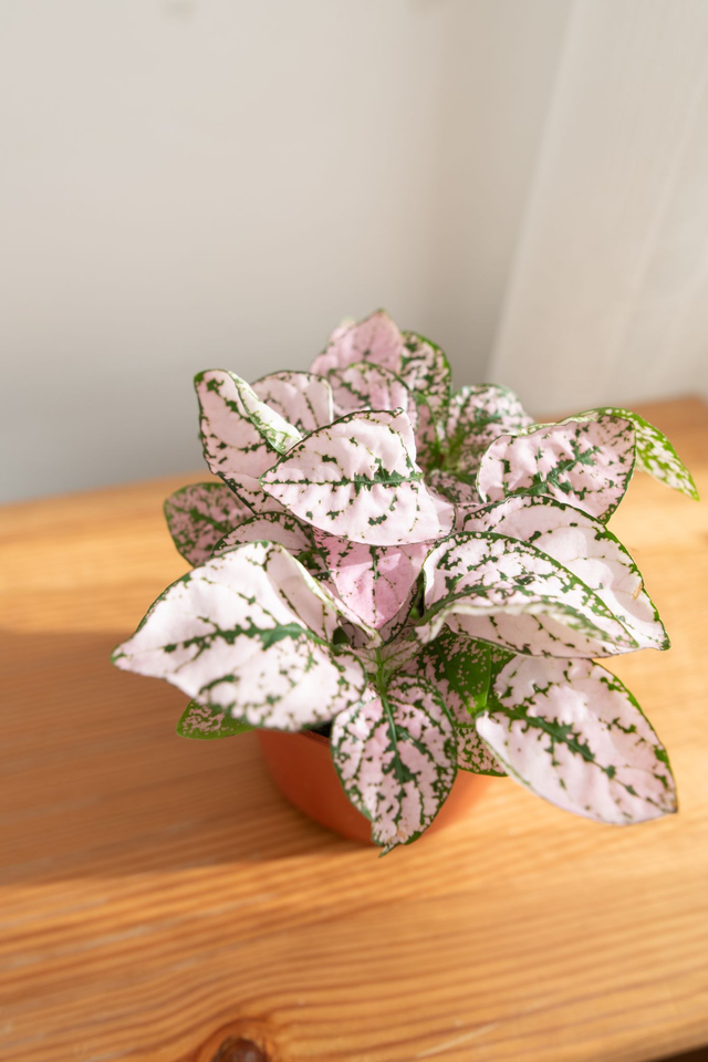 Hypoestes Phyllostachys Rose poudré 🌿