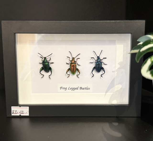Frog Legged Beetles