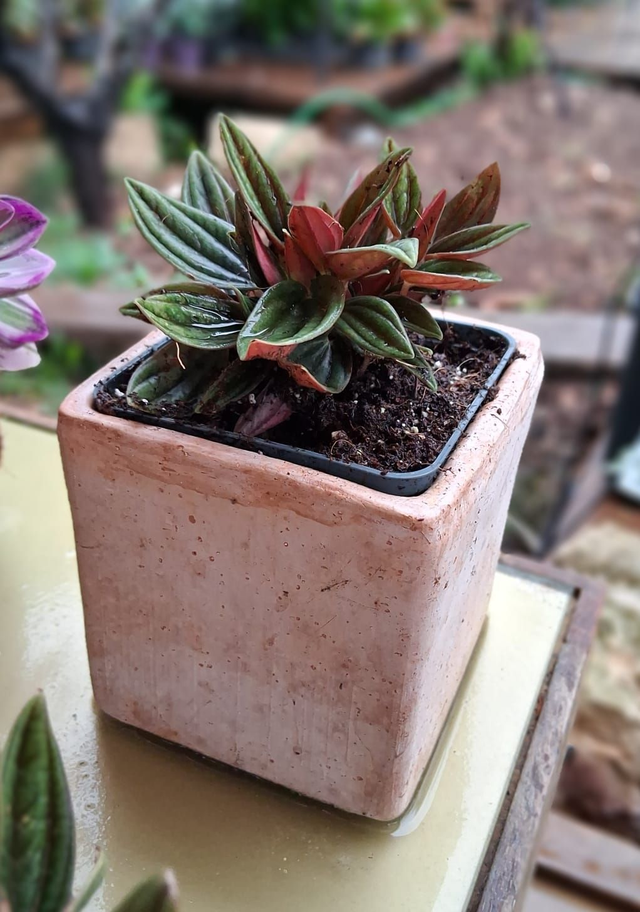 S02 . Peperomia caperata 'Rosso' in "Cubo Terra di Siena 10"