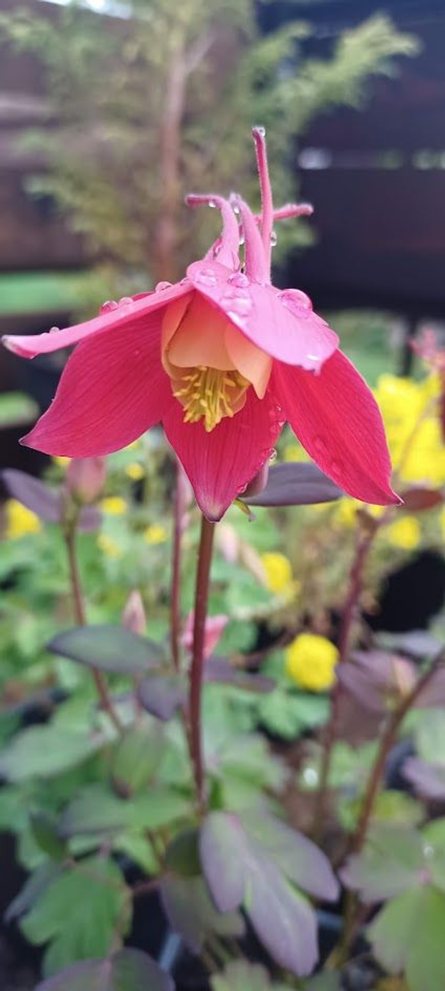 Aquilegia Kirigami mixed