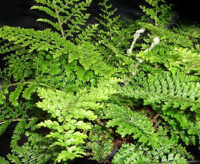 Polystichum setiferum 'Plumosum Densum' 1 litre 