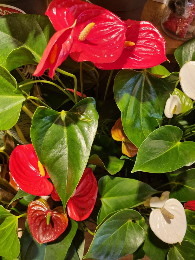 Anthurium mix in 12cm pot 