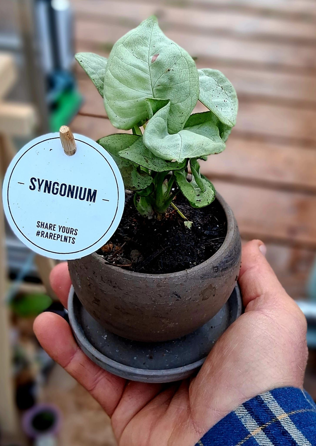 C77 . Syngonium 'Confetti' in "LUNA BASALT"