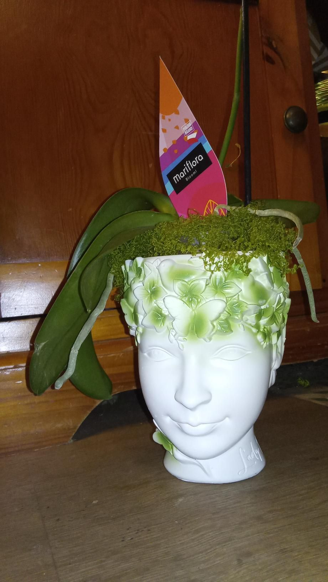 Phalae ds Tête lady nature