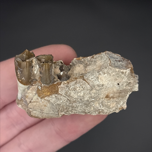 Oreodont Jaw Section 