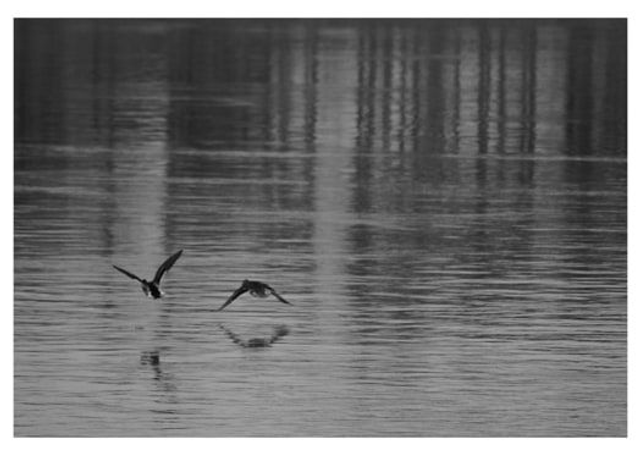 Carte Postale - Série Noir & Blanc