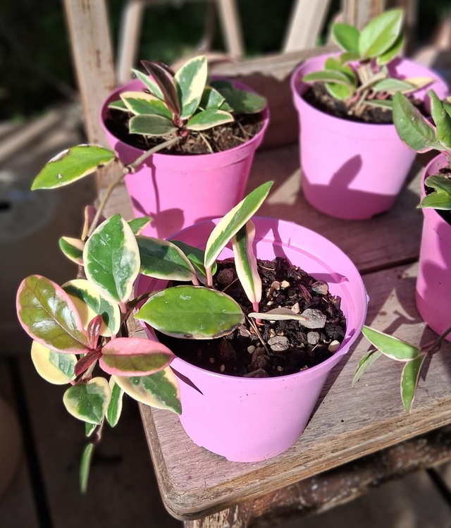 B92 . Hoya carnosa tricolor in vaso 12
