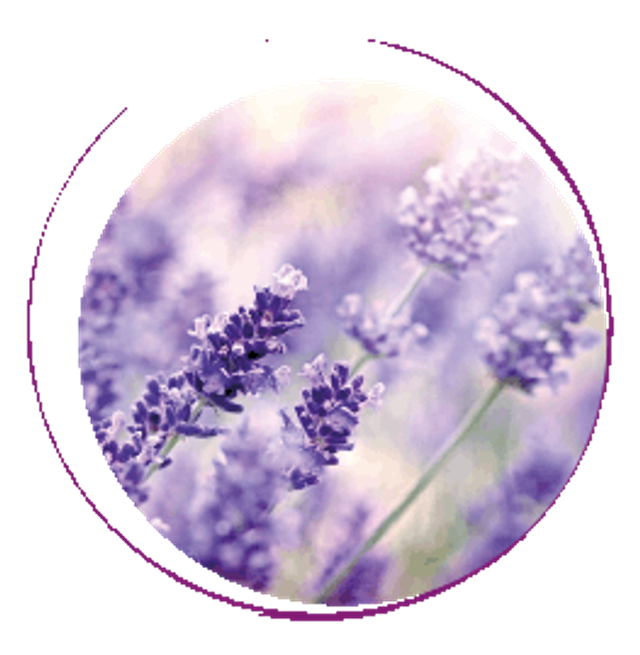 Macération solaire de Lavande, la polyvalence à l’état sauvage
