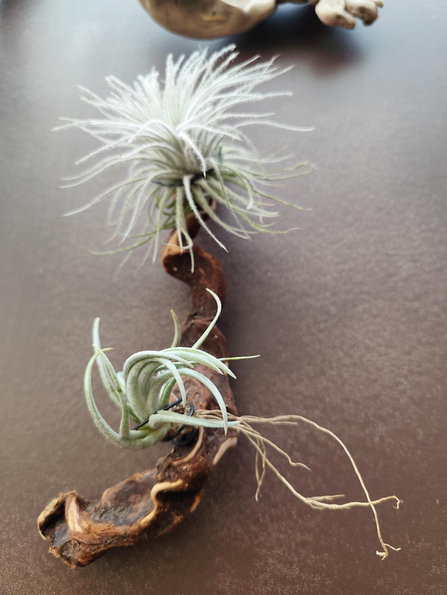 Compositions bois, 5 tillandsias, 1 flacon d'engrais 