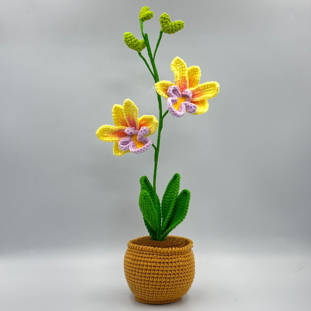 Pot d’orchidées Dendrobium (2 fleurs)