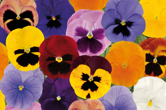 Pansy (Mixed Matrix) - Tray of 6 plants