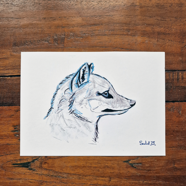 Renard gris - profil