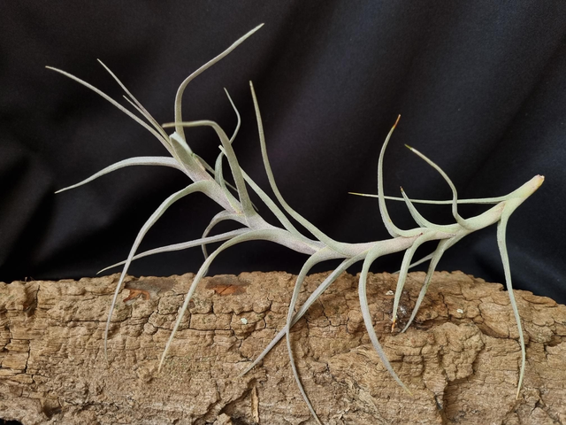 Tillandsia diaguitensis