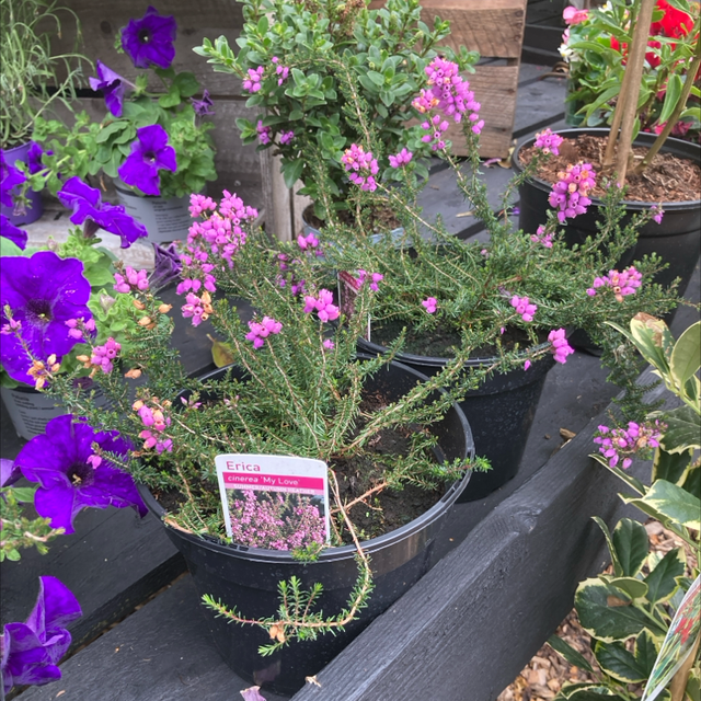 Erica Cinerea My Love Heather (store collection only at checkout)