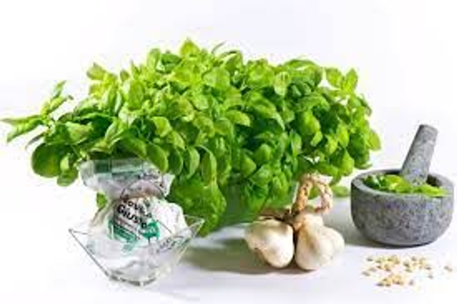 BASILICO COGOLETTO -GIUSTO BIO-