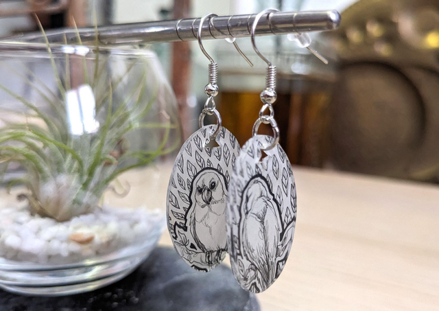 Perruches, boucles d&#039;oreilles, format moyen