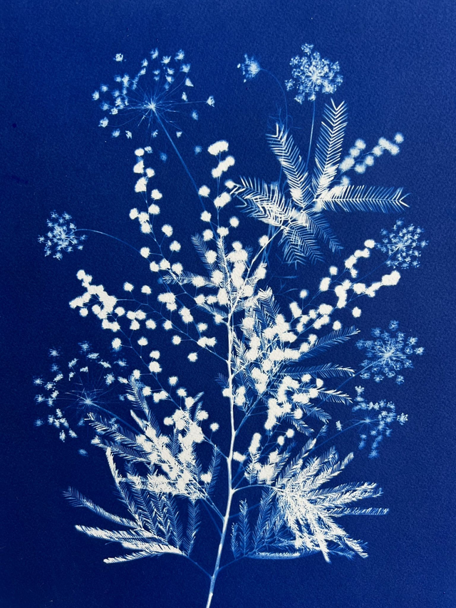 &quot;Flocons de soleil&quot; Cyanotype original