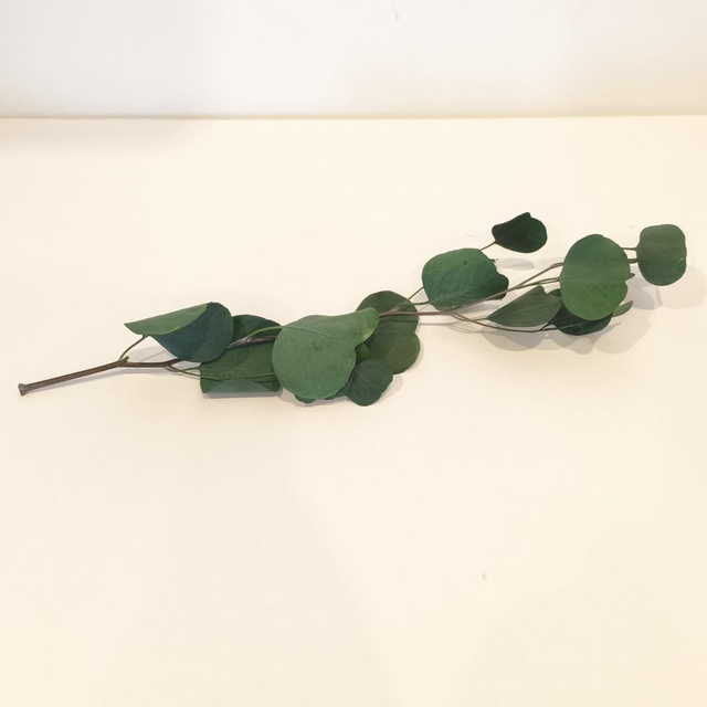 Eucalyptus populus stabilisé – Feuillage naturel pour bouquets, couronnes et déco florale durable