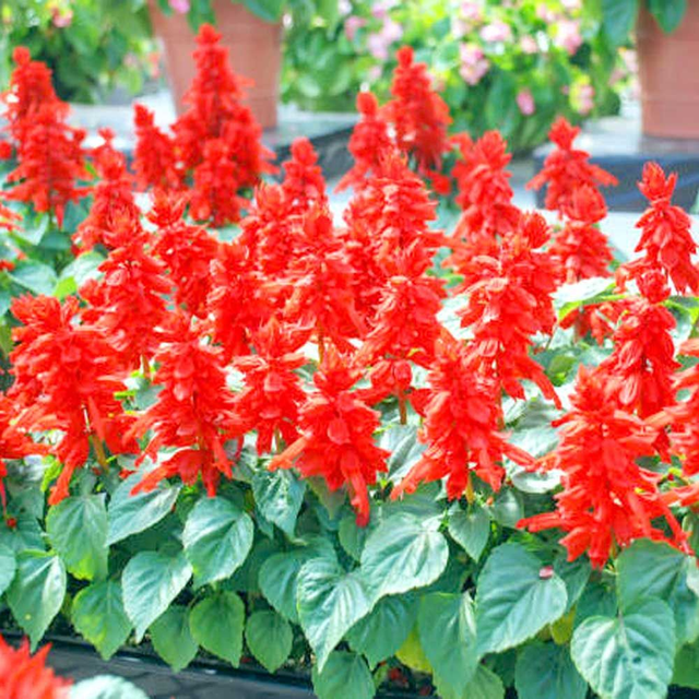 Salvia - Vista Red: 6 Plants (Ref: U)