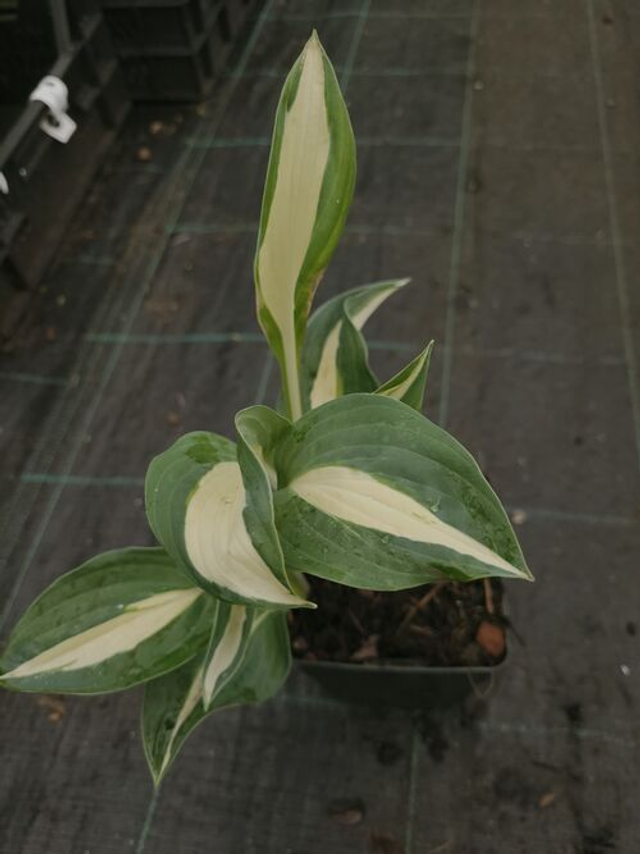 Hosta &#039;Snake Eyes&#039; 1 litre