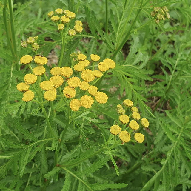 Tanaisie commune (Tanacetum vulgare)