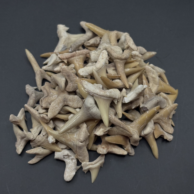 Moroccan Sand Tiger Shark Tooth